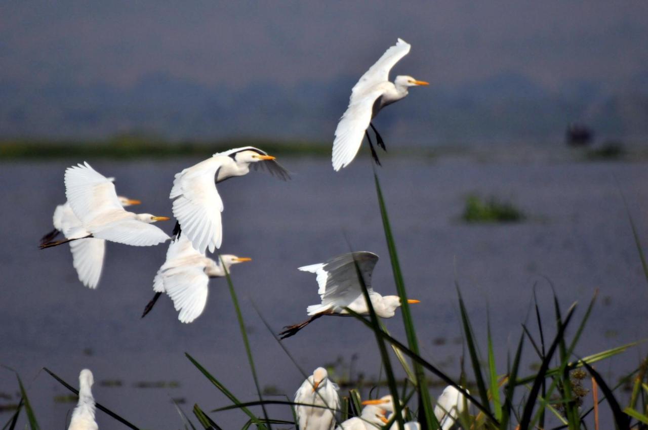 Victoria Lake View Guesthouse & Safaris Entebbe Dış mekan fotoğraf
