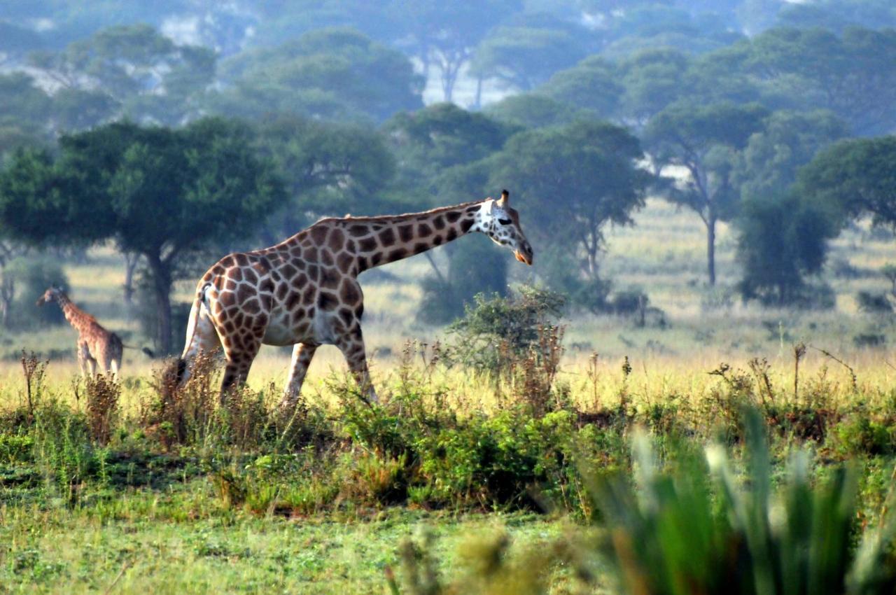 Victoria Lake View Guesthouse & Safaris Entebbe Dış mekan fotoğraf